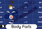 Body Parts in Arabic and English Vocabulary