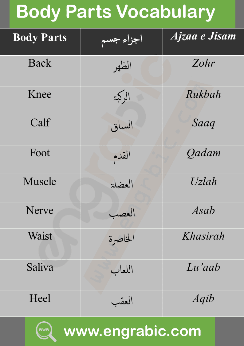 Parts of Body Vocabulary in Arabic. Arabic Vocabualry Topics. Vocabulary for the learners. Arabic Vocabulary for the beginners.