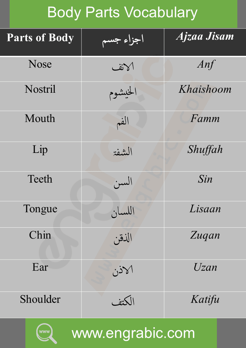 Body Parts Vocabulary In Arabic. Arabic Body Parts Vocabulary. Arabic Vocabulary topics. Vocabulary for beginners. English-Arabic Vocabulary.