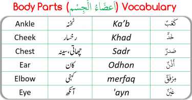Parts of Body Vocabulary in Arabic for the learners.Parts of Body Vocabulary in English with translation in Arabic and Roman Arabic with PDF.