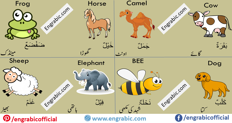 Animals in Quran | 21 Animals Mentioned in Holy Qur'an
