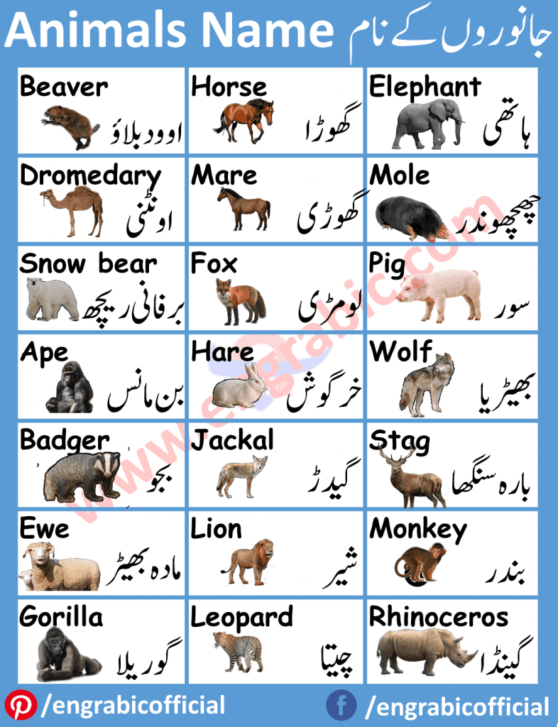A-Z animal listings organised alphabetically. A-Z Animals, an online animal encyclopedia where you can learn about all your favorite animals. Wild Animals in English! Learn the useful list of over 30 popular wild animals with their names, and example sentences with ESL printable picture. For many animals, particularly domesticated ones, there are specific names for males, females, young, and groups. Learning the names of the animals can be quite beneficial for young children. Here you'll find a list of animal names in English and Urdu.