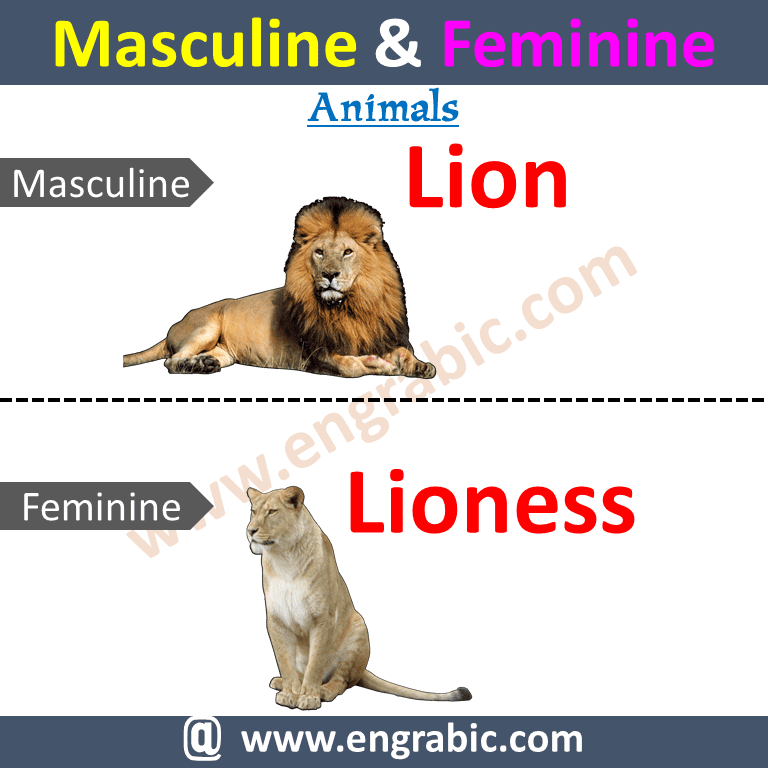 Male and Female Masculine Feminine in English List With Urdu English For kids. Learn 100 examples of masculine and feminine list of genders pdf with Urdu/Hindi meanings. Learn Common Masculine and Feminine Words with Examples. 