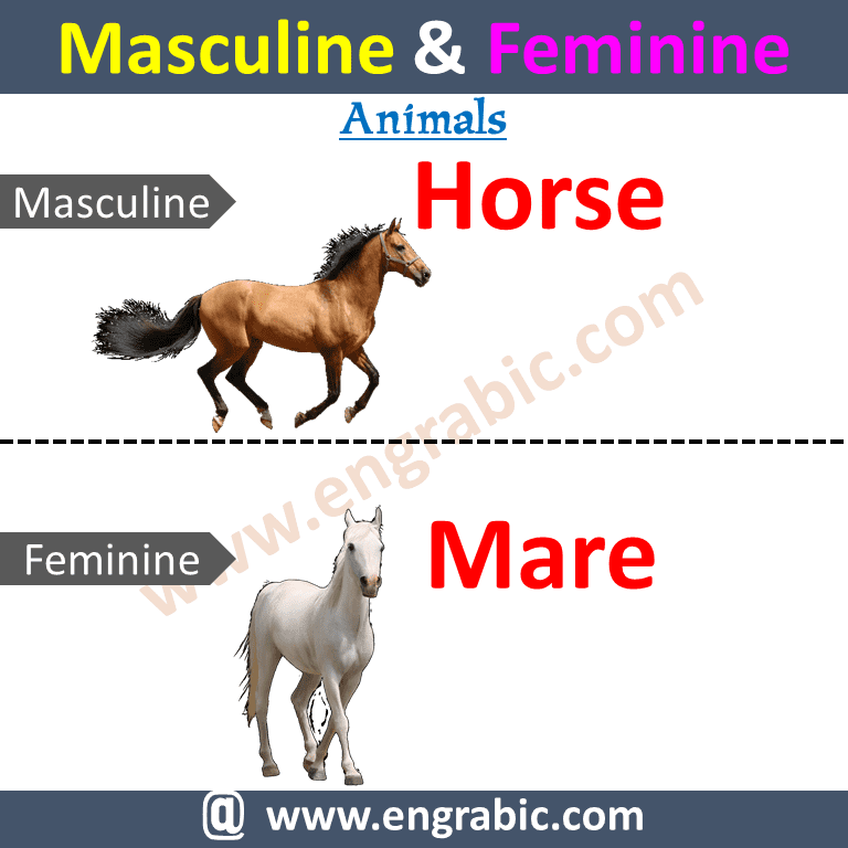 Masculine and Feminine | 100 Examples of Gender of Nouns - Engrabic