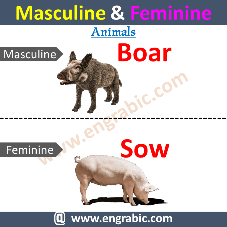 Masculine and Feminine | 100 Examples of Gender of Nouns - Engrabic