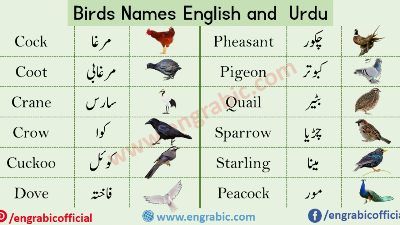 Birds Names List In English And Urdu With Pictures Vocabulary Engrabic