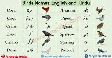 Birds Names in Urdu and English with Pictures and Roman Urdu
