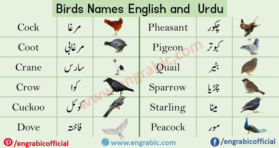 Birds Names List in English and Urdu with Pictures | Vocabulary - Engrabic