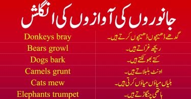 Animal Sounds in English and Urdu. Learn the all the Sounds of Animals in English with Urdu meanings. This lesson is also available in PDF form. Please go the bottom of Page and PDF is right there. Just click and get in your mobile phone. All the Animal Sounds List in One Lesson