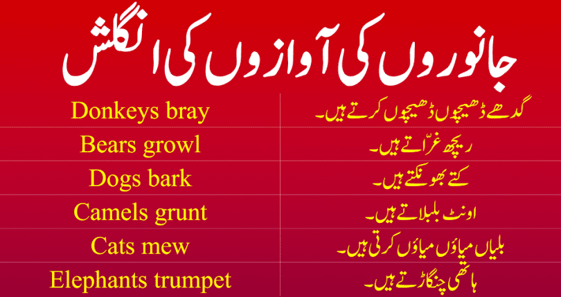 Animal Sounds in English and Urdu. Learn the all the Sounds of Animals in English with Urdu meanings. This lesson is also available in PDF form. Please go the bottom of Page and PDF is right there. Just click and get in your mobile phone. All the Animal Sounds List in One Lesson