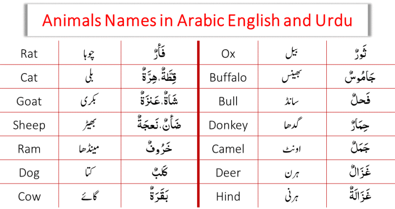 Wild Animals in Arabic with English and Urdu Translation. Learn the useful list of over 30 popular wild animals with their names. For many animals, particularly domesticated ones, there are specific names for males, females, young, and groups. Learning the names of the animals can be quite beneficial for young children. This video will help your children learn the names in Arabic with English and Urdu.
