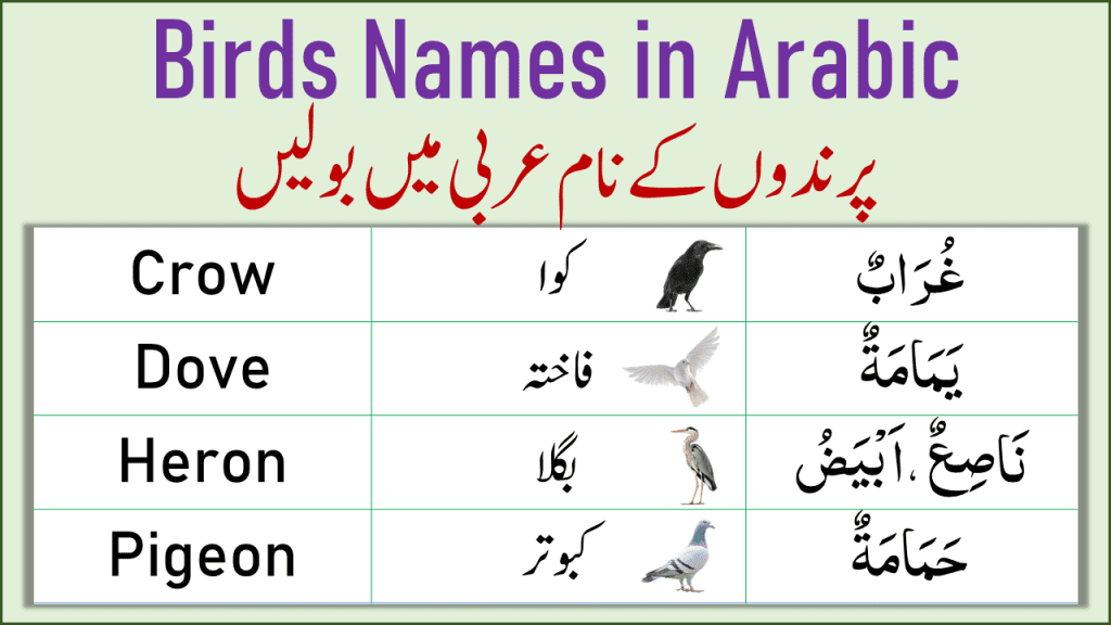 Names of Birds in Arabic Birds Names in Arabic Arabic Vocabulary
