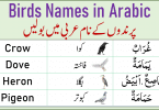 Learn the Names of Birds in Arabic through English Urdu and Hindi.