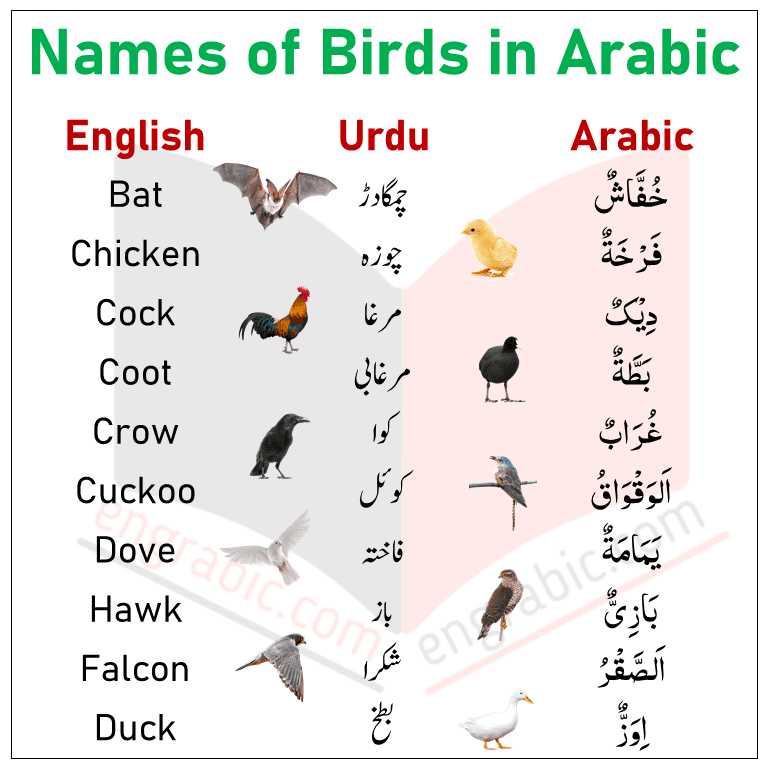 Learn the Names of Birds in Arabic through English Urdu and Hindi.