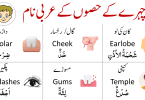 List of Parts of Face in Arabic, English and Urdu for Arabic learners. Learn Parts of body in Arabic and English with translation in Roman Arabic with PDF. This vocabulary help people learn Arabic, English and Urdu at the same time. Arabic vocabulary for beginners in English with Urdu translation