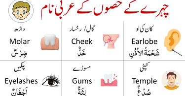 List of Parts of Face in Arabic, English and Urdu for Arabic learners. Learn Parts of body in Arabic and English with translation in Roman Arabic with PDF. This vocabulary help people learn Arabic, English and Urdu at the same time. Arabic vocabulary for beginners in English with Urdu translation