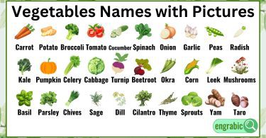 Simple vegetables names list with clear visual examples"