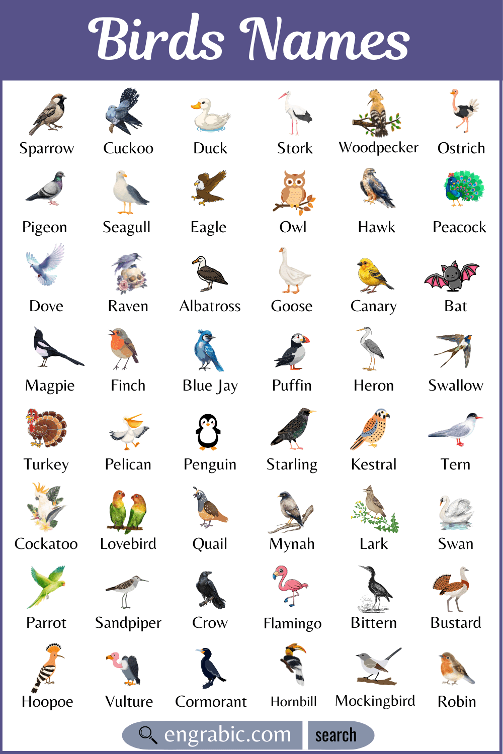Colorful birds names in English with pictures for vocabulary learning
