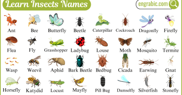 Colorful insects including moths, wasps, and beetles shown in nature