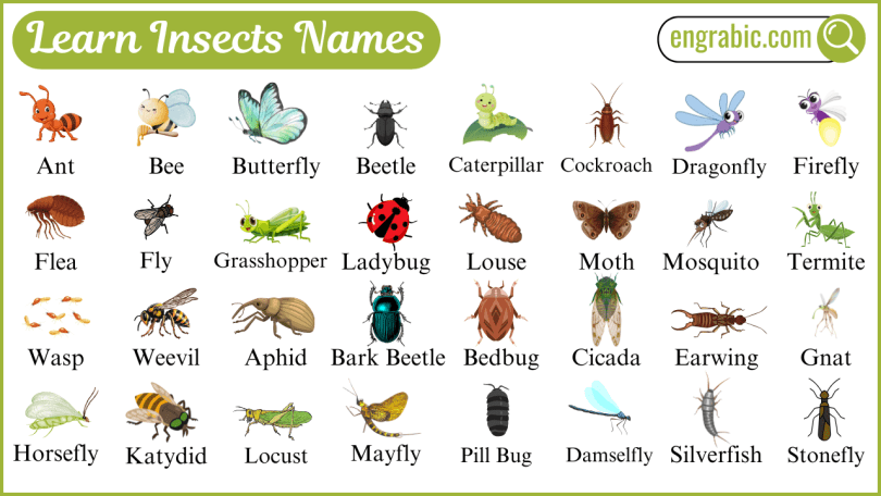 Colorful insects including moths, wasps, and beetles shown in nature