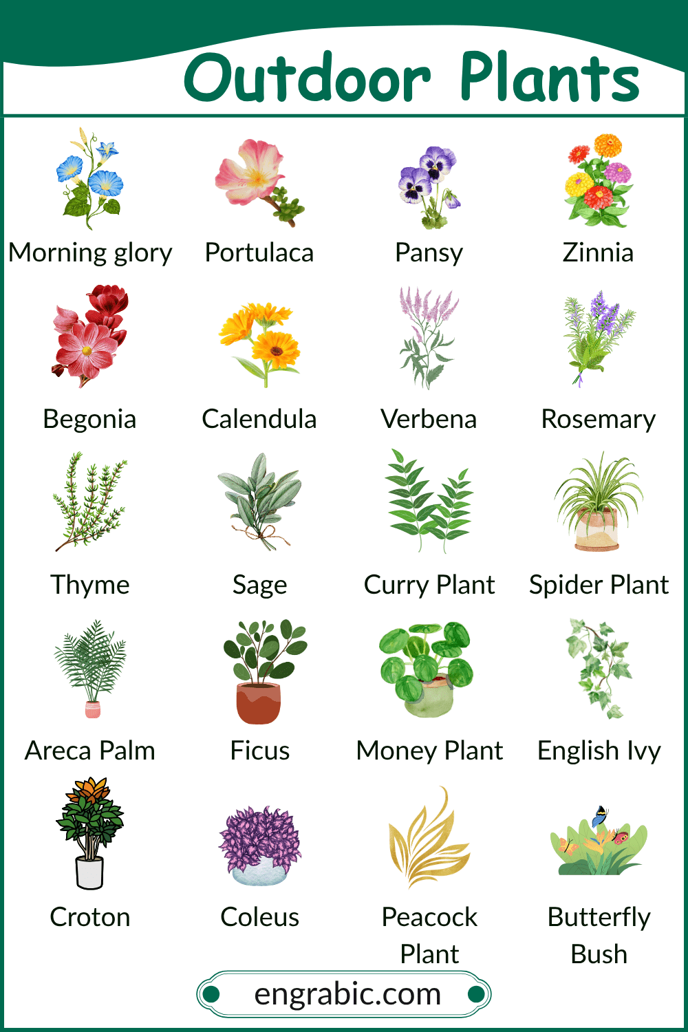 Healthy outdoor plants growing in sunlight