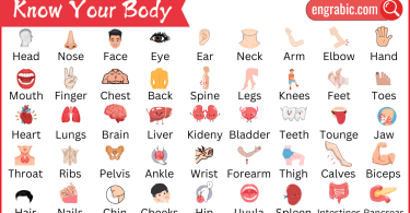 The human body is an amazing machine with many parts that work together to help us move, think, and stay healthy. Understanding the parts of the body and their functions is essential for everyone, especially kids. This guide will help you learn about how the body works and why it's important to keep it healthy. Keep reading to explore the body parts that allow us to perform everyday activities!