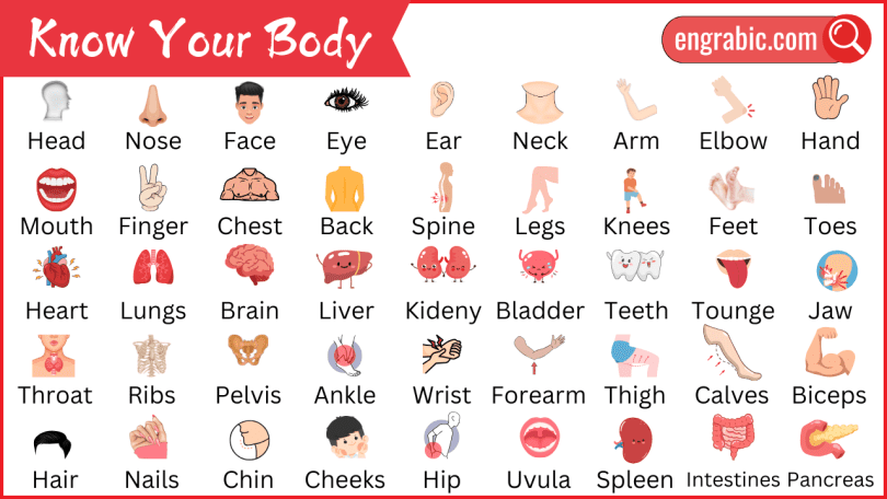 The human body is an amazing machine with many parts that work together to help us move, think, and stay healthy. Understanding the parts of the body and their functions is essential for everyone, especially kids. This guide will help you learn about how the body works and why it's important to keep it healthy. Keep reading to explore the body parts that allow us to perform everyday activities!