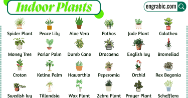 Indoor plant with green leaves in a decorative pot