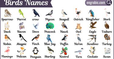 List of 50 birds names with pictures to improve vocabulary learning