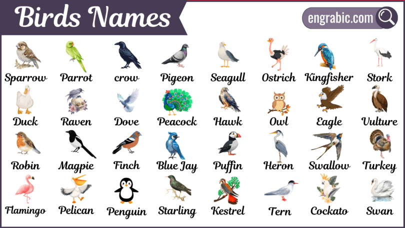 List of 50 birds names with pictures to improve vocabulary learning