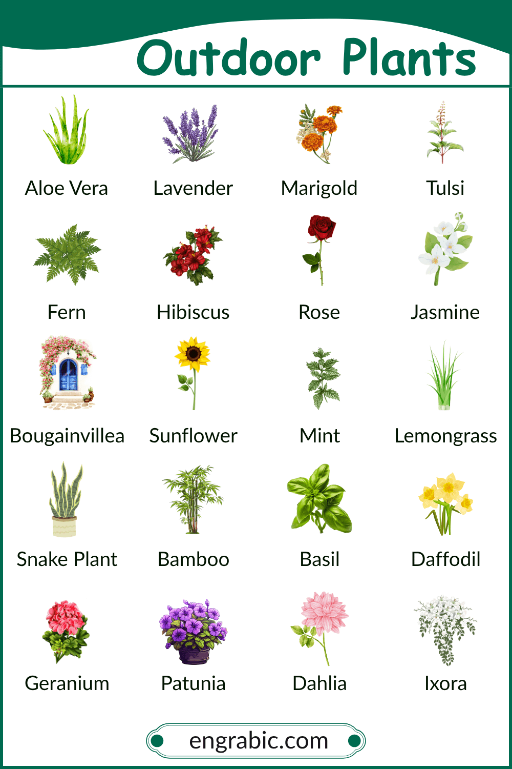 Various common outdoor plants in a garden