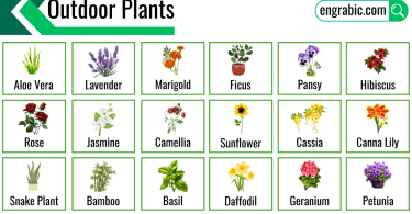 Various common outdoor plants in a garden