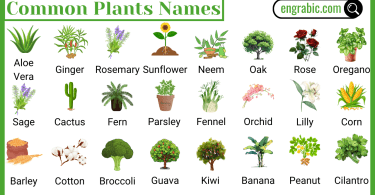 Group of garden plants labeled with their plants names