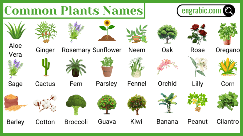 Group of garden plants labeled with their plants names