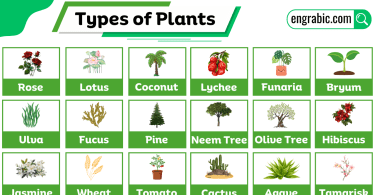 A comprehensive list of types of plants