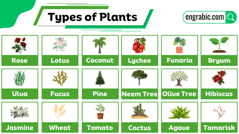 A comprehensive list of types of plants