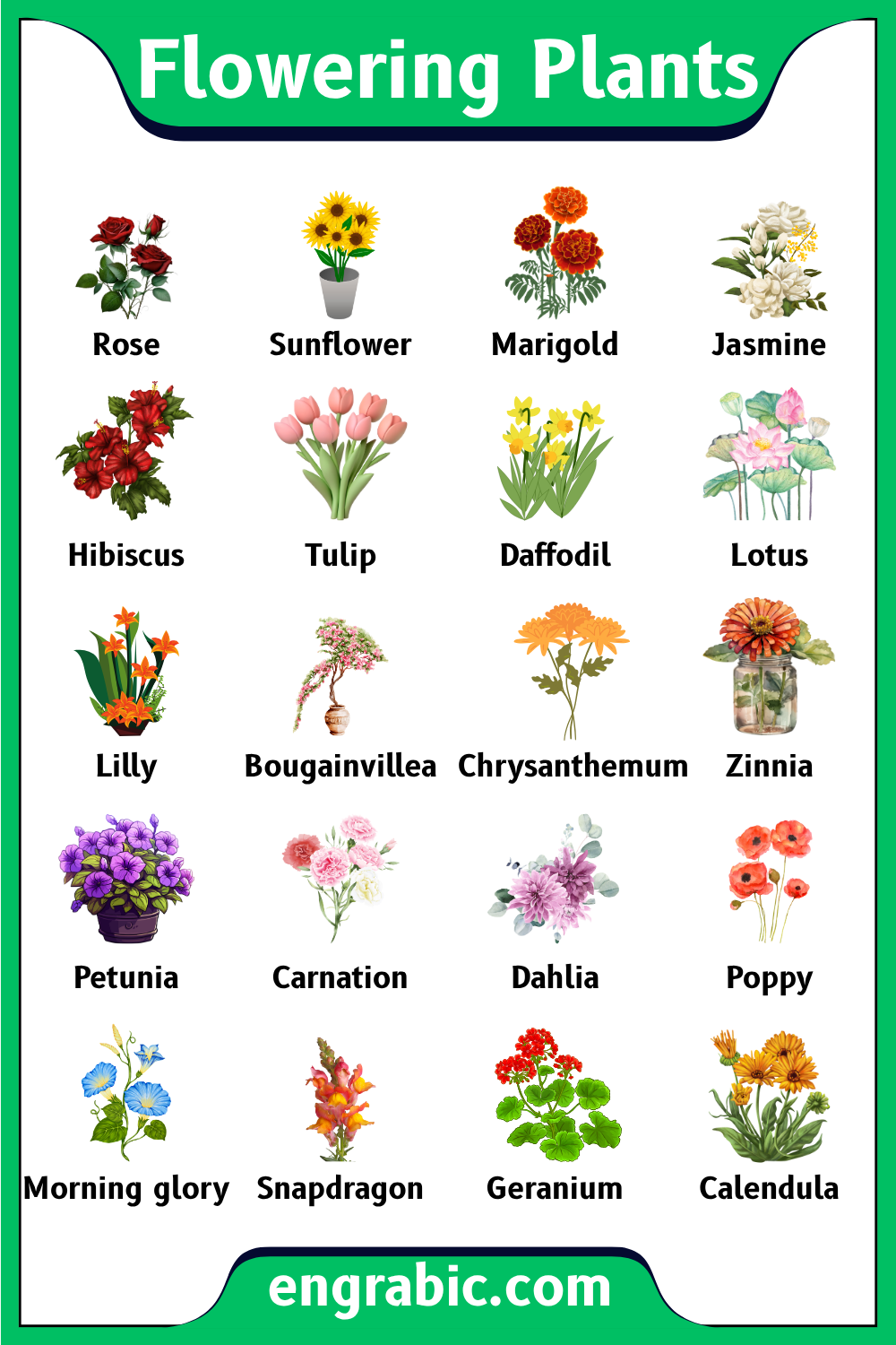 Colorful Flowering Plants - Learn Types of Plants