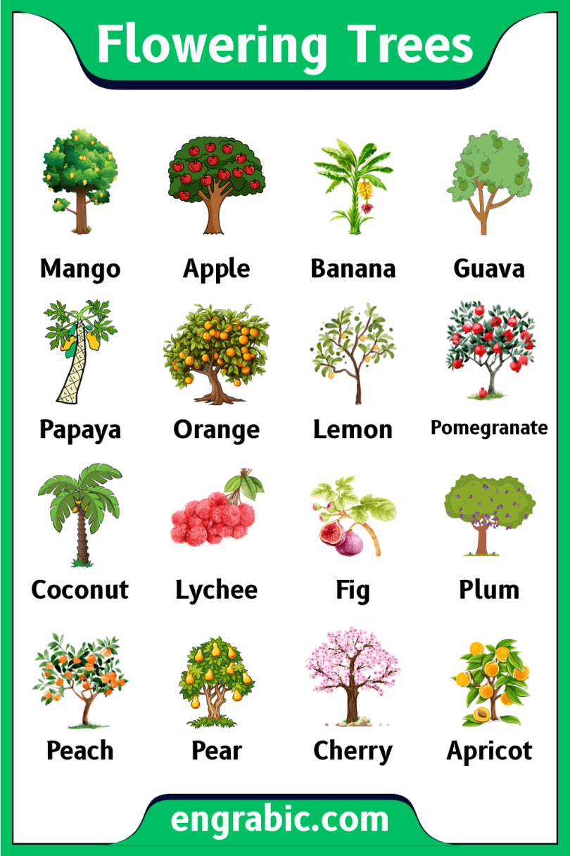 Types of Plants List with Their Pictures - Engrabic